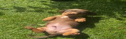 Miniature Dachshund dogs for sale: REDUCED KC REG Short Hair Miniature Dachshund Pups - Advert 10