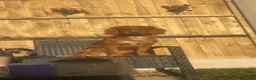 Cocker Spaniel dogs for stud: KC Beautiful red working cocker stud  - Advert 6