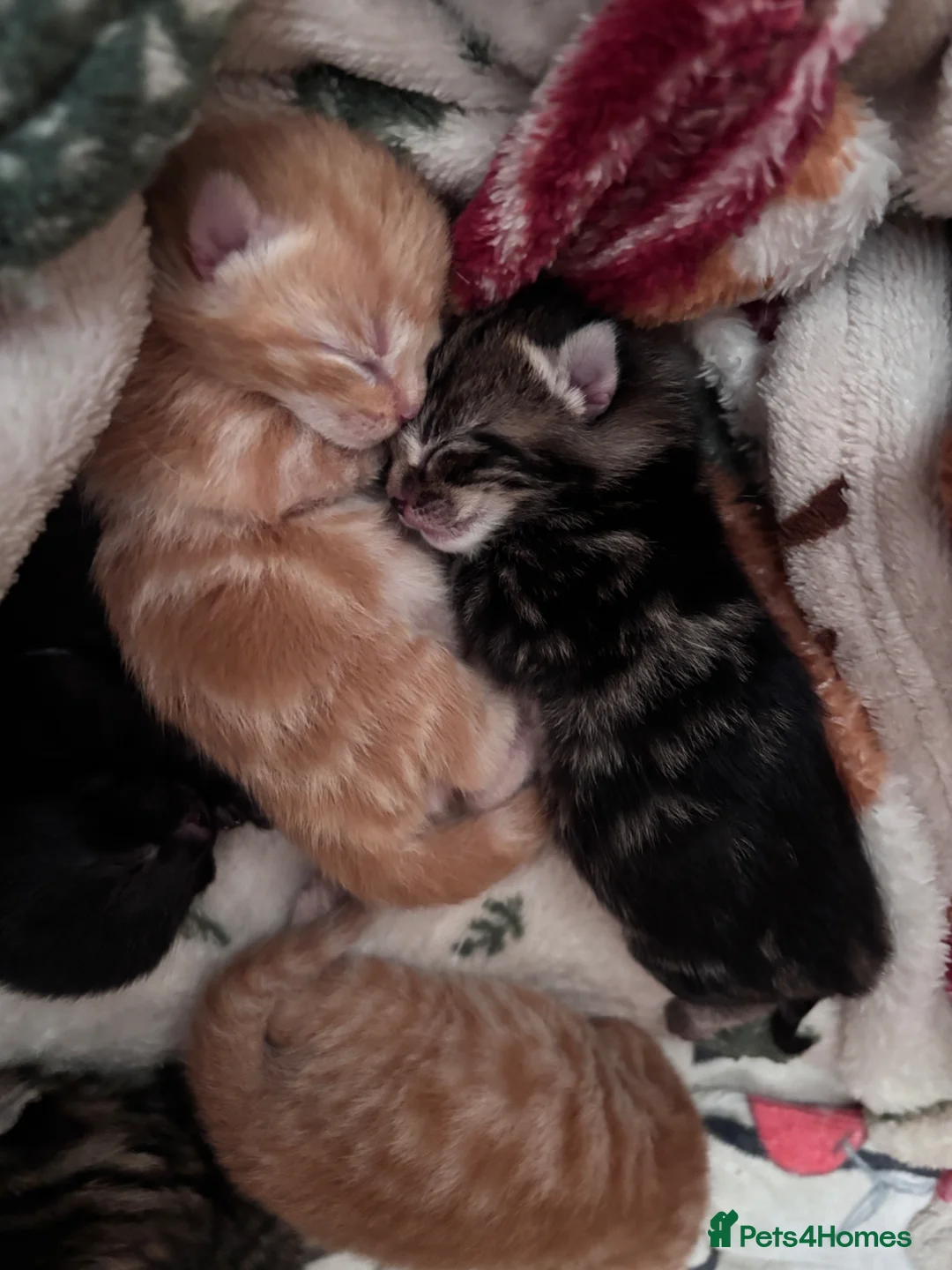 Mixed Breed cats for sale: Beautiful tabby cross Domestic short hair kittens - Advert 2