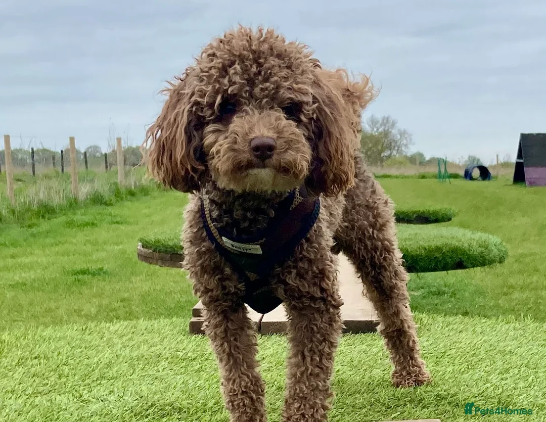 Poodle dogs for stud: Health tested KC chocolate Toy poodle stud  in Stevenage - Advert 4