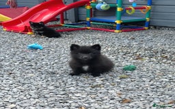 Pomsky dogs for sale: Adorable small f3 Pomsky puppies for sale  - Image 24