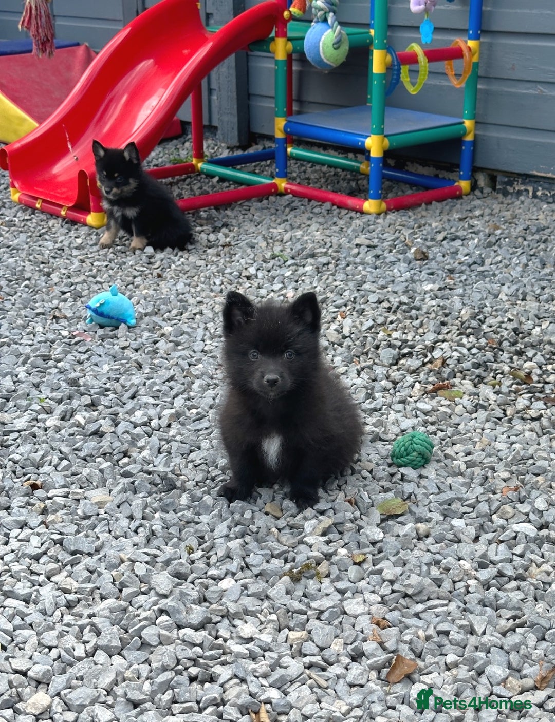 Pomsky dogs for sale: Adorable small f3 Pomsky puppies for sale  - Image 24