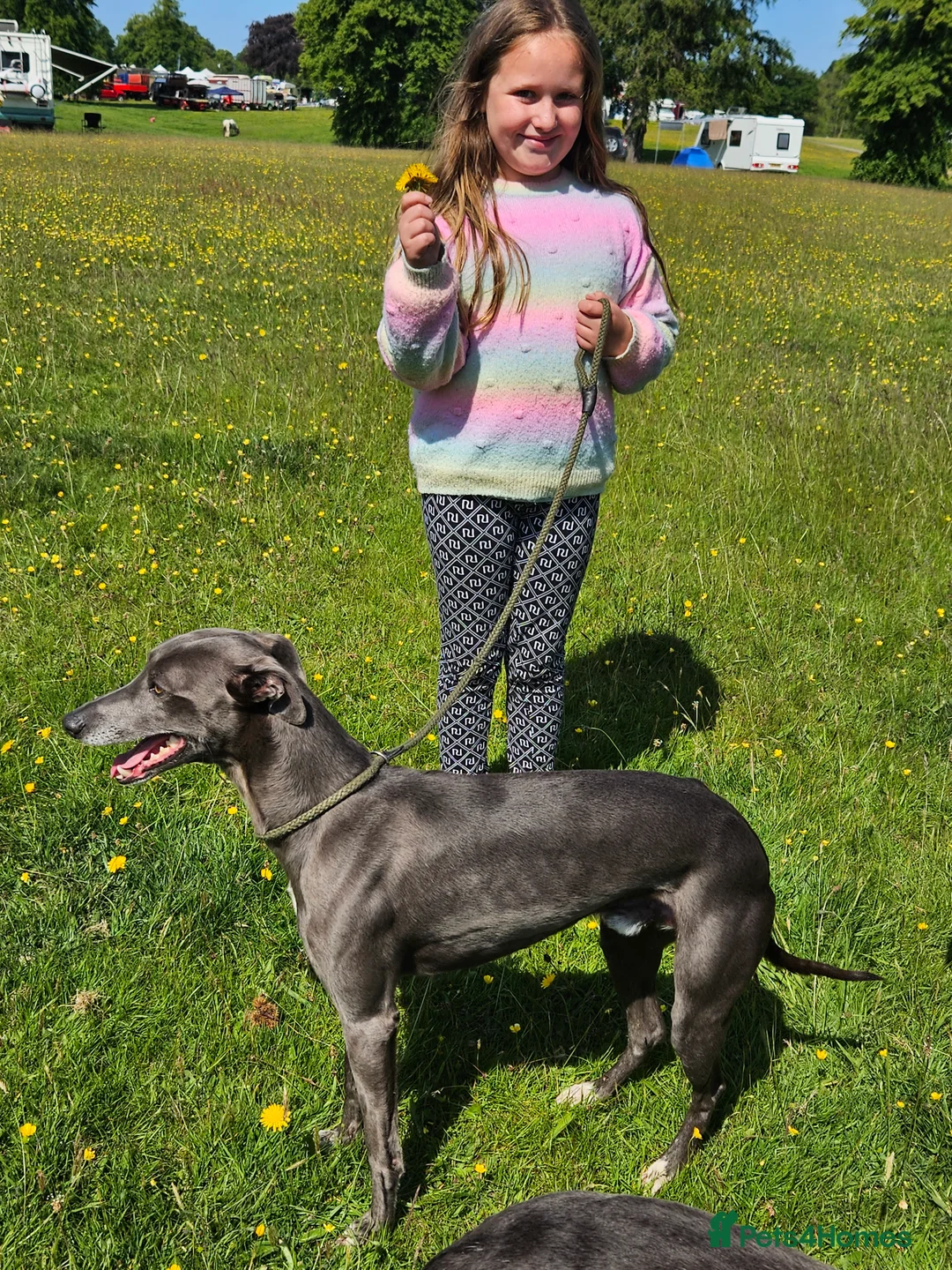 Whippet dogs for stud: Socks blue whippet stud  - Advert 5