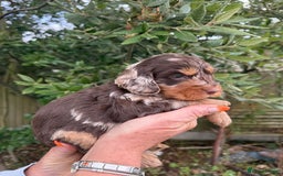 Miniature Poodle dogs for stud: 💥FOR STUD💥 CHOC MERLE PHANTOM MIN POODLE in Doncaster - Image 7