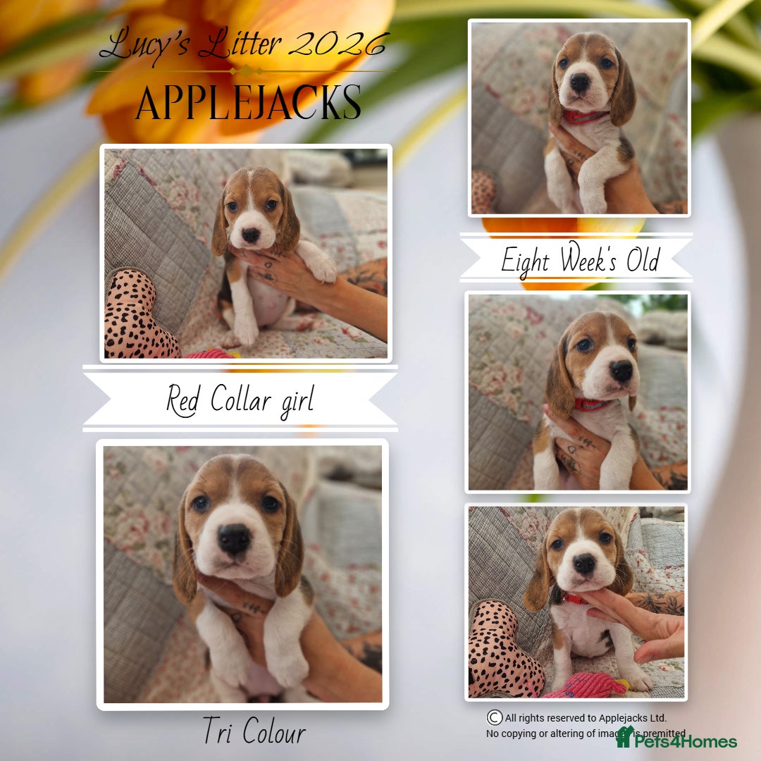 Beagle dogs for sale: Pedigree Champion bred Beagle puppies.  - Advert 6