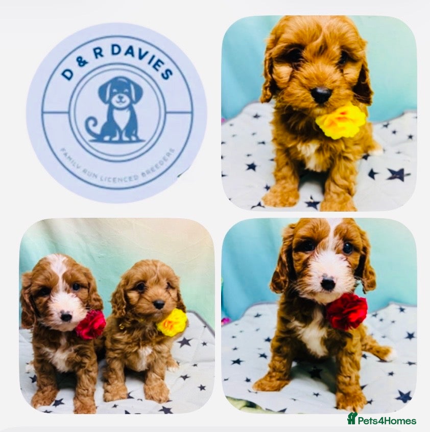 Cavapoo dogs Hypoallergenic F1 type Cavapoo Pups(Dad PRA Clear) - Advert 1