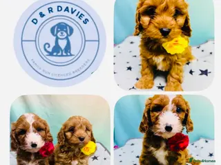 Cavapoo dogs Hypoallergenic F1 type Cavapoo Pups(Dad PRA Clear) - Advert 1