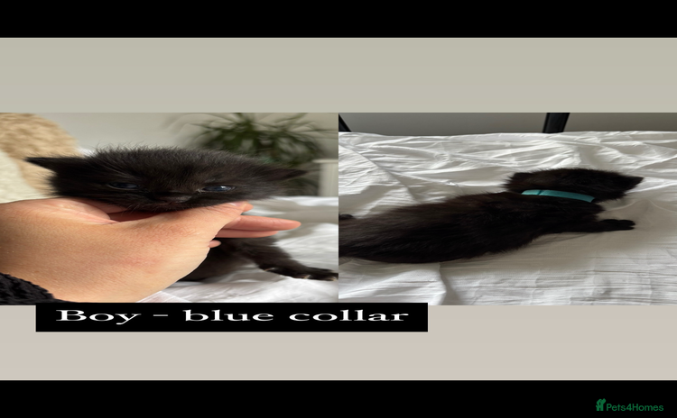 Mixed Breed cats for sale - Advert 1