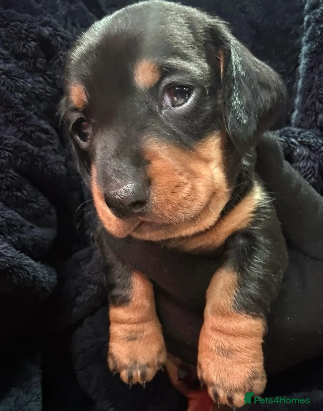 Miniature Dachshund dogs for sale: OUTSTANDING INSTAGRAM MINI DACHSHUNDS  - Advert 29
