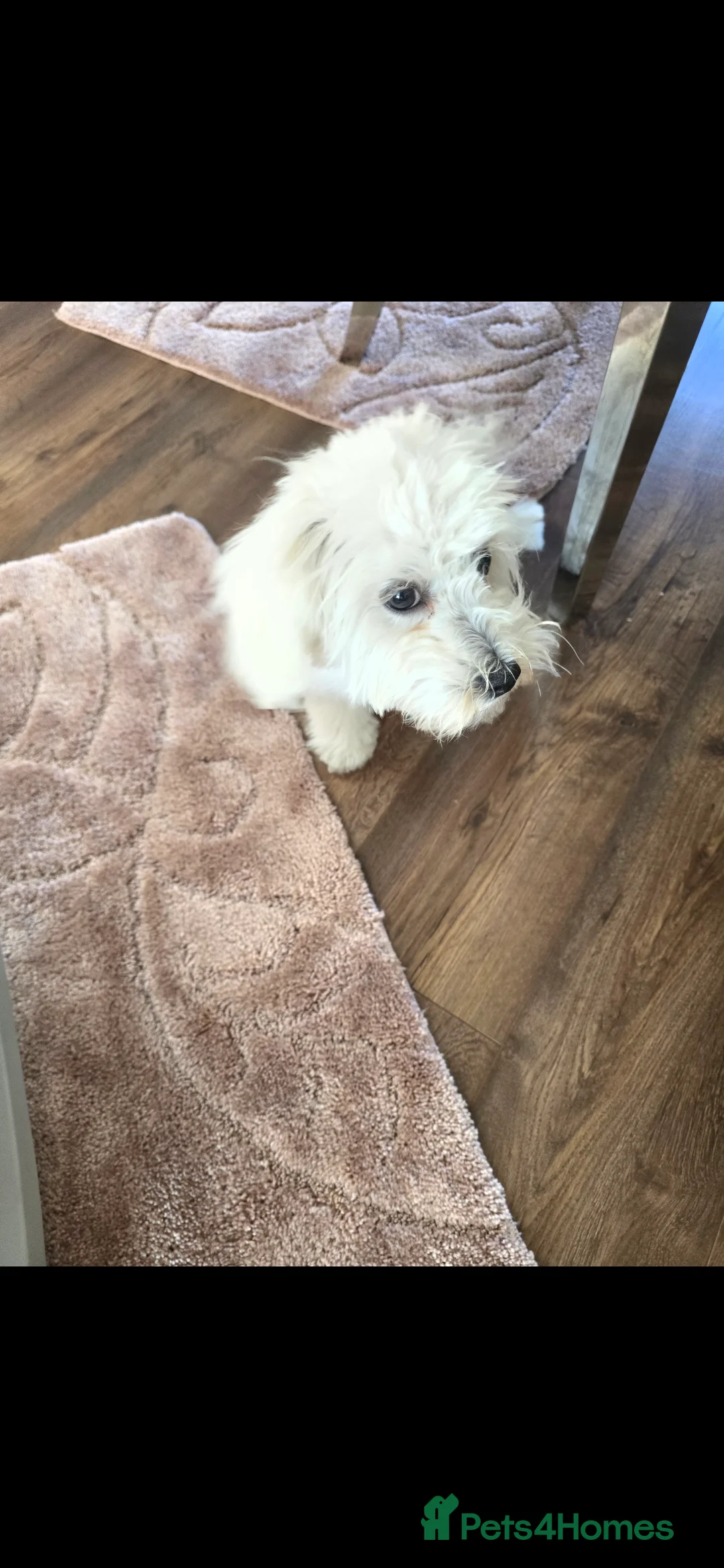 Maltipoo dogs for sale: Maltipoo puppies  - Advert 2