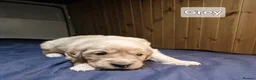 Golden Retriever dogs for sale: Stunning KC Golden Retriever Pups - Advert 7
