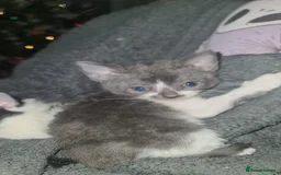 Mixed Breed cats for sale: Beautiful playful kittens  - Advert 2