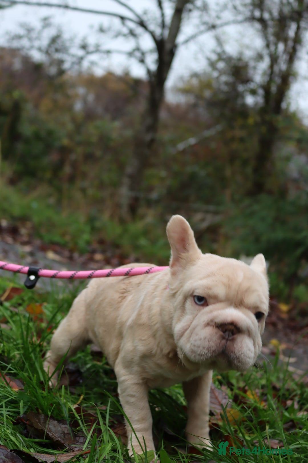 French Bulldog dogs for sale: Panda husky puppy’s  - Advert 14