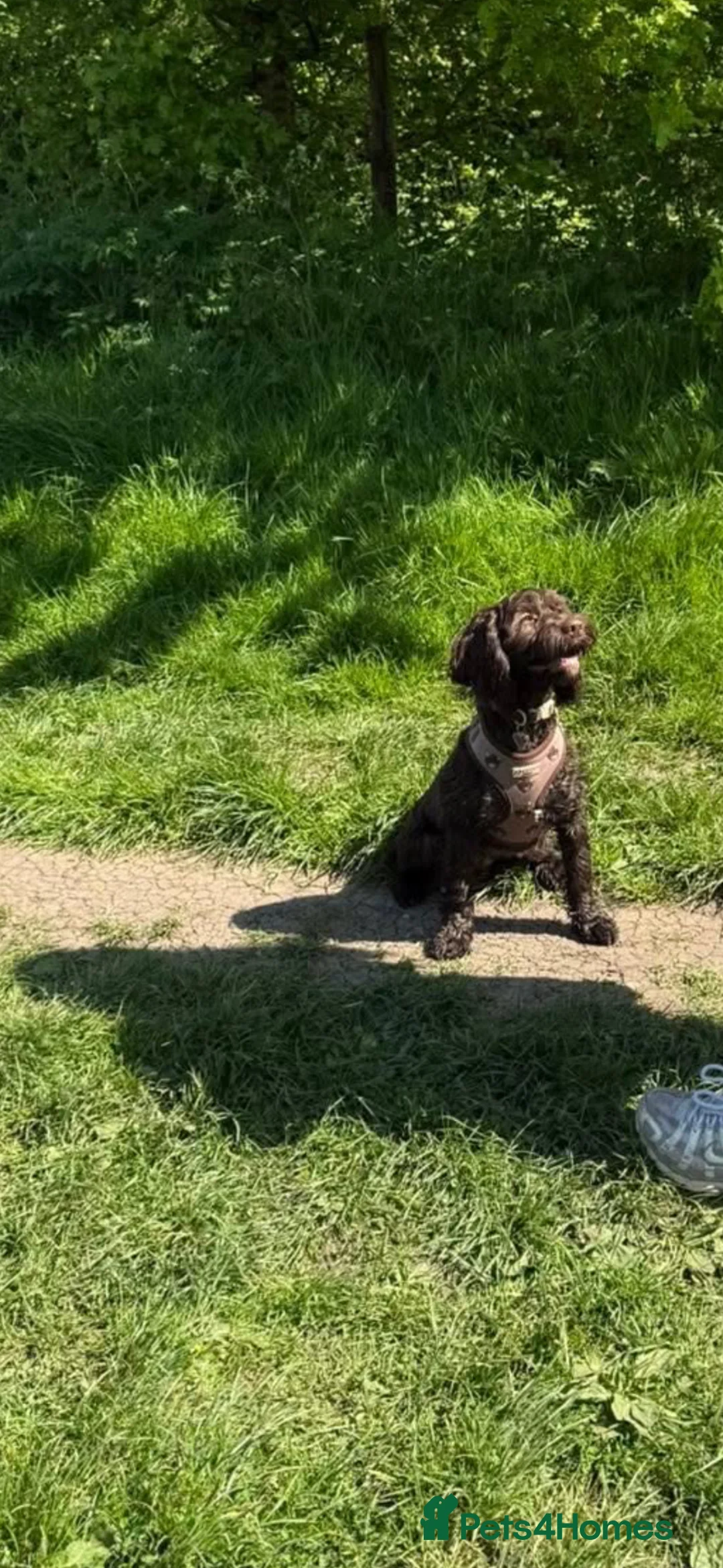 Cockapoo dogs for sale: Lottie cockerpoo  in Malmesbury - Advert 2