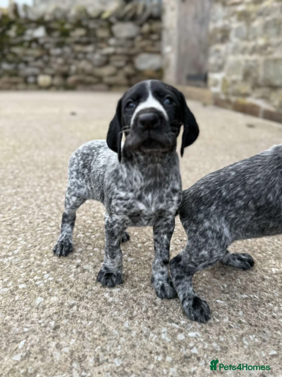 German Wirehaired Pointer dogs for sale: Kc registered GWP pups - Advert 2