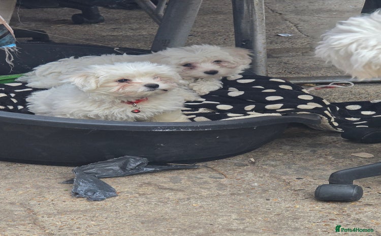 Bichon Frise dogs - Advert 3