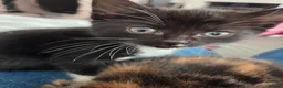 Mixed Breed cats for sale: Black and white kitten left - Advert 4