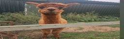 Alpaca livestock for sale: 3 Male Treking  Alpacas  - Advert 2