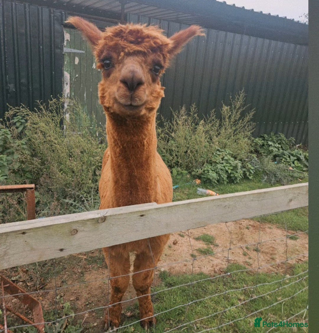 Alpaca livestock for sale: 3 Male Treking  Alpacas  - Advert 2