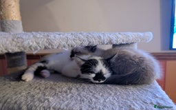 Mixed Breed cats for sale: Ragdoll Cross British Shorthair Kittens - Image 2