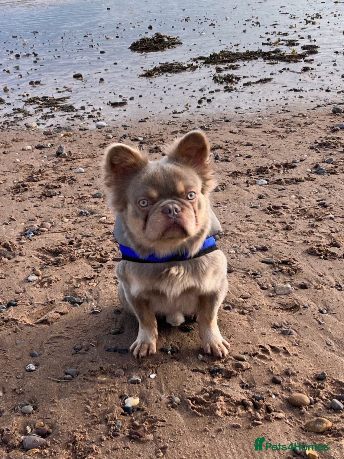 French Bulldog dogs Newshade Fluffy Frenchie  - Advert 1