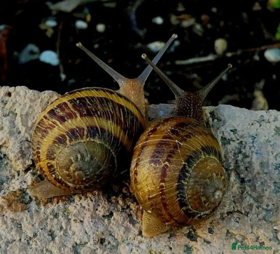 Snails invertebrates for sale: Helix aspersas [rare garden snails] For sale - Advert 2
