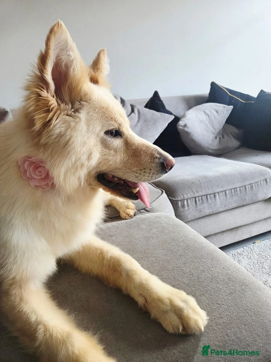 German Shepherd dogs for sale: German Shepard  in Gloucester - Advert 5