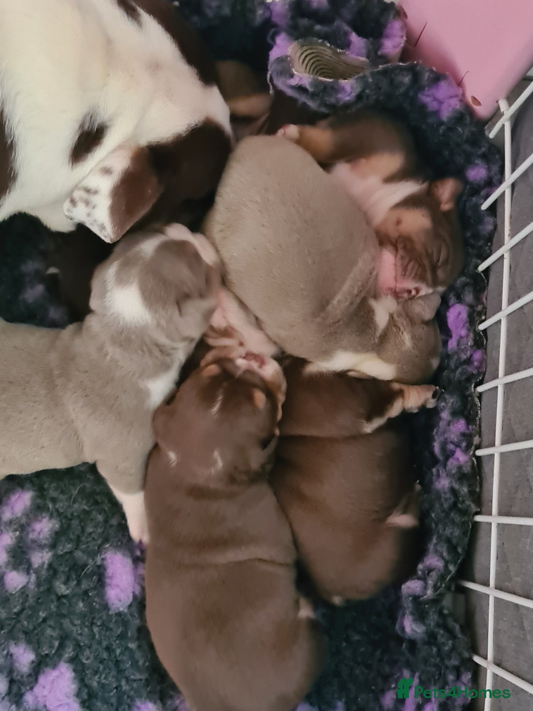 English Bulldog dogs for stud: BURT LILAC TRI STUD KC REGISTERED HEALTH TESTED in Wisbech - Advert 12