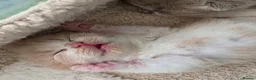 British Shorthair cats for sale: 🌟Last 2 kittens 🌟 Top quality British shorthair  - Advert 6