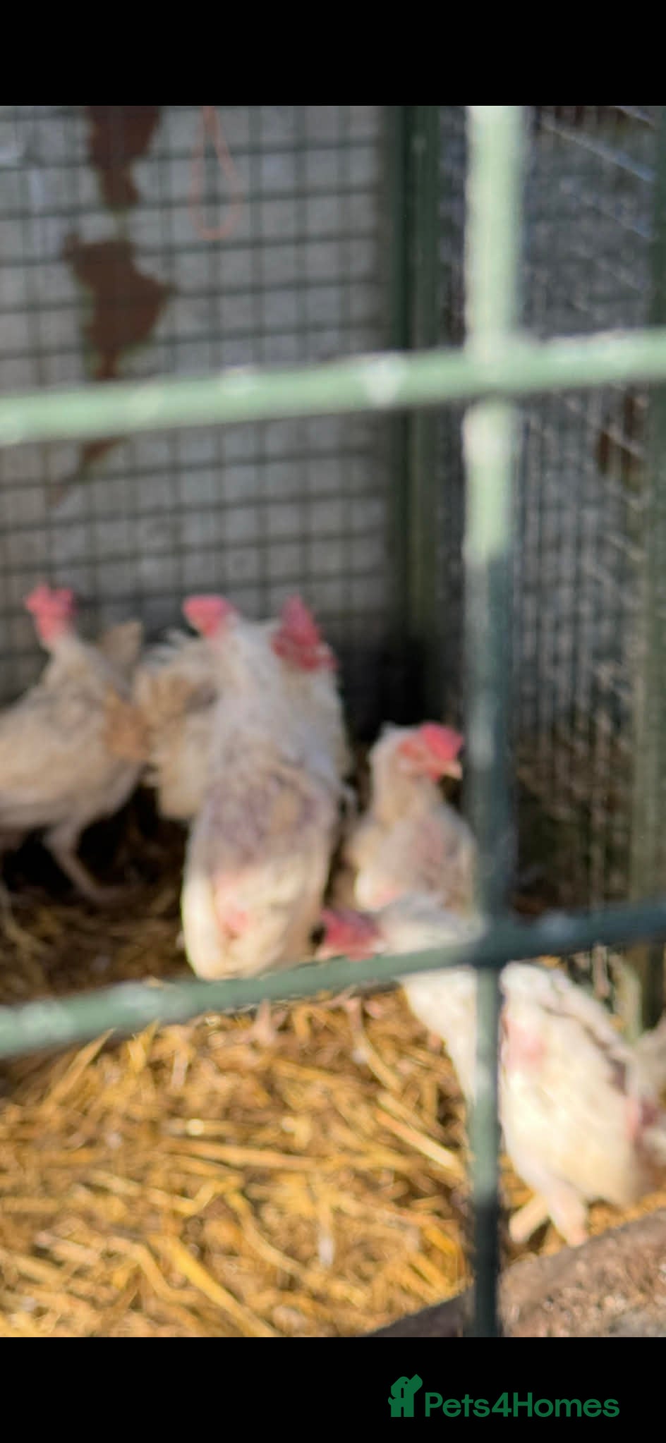 Chickens poultry Chickens - Advert 1