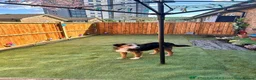 Mixed Breed dogs for sale: Ronnie  in Guildford - Advert 13