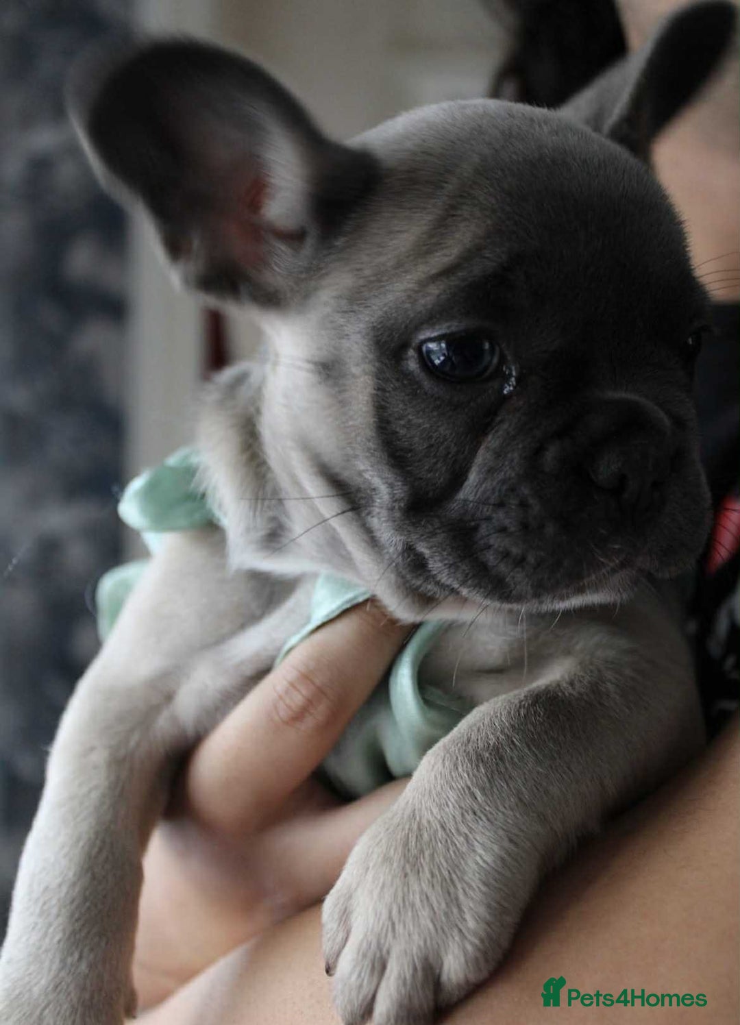 French Bulldog dogs for sale: Fluffy carrier French bulldogs - Advert 8