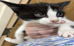 Mixed Breed cats for sale: 4 gorgeous kittens for sale - Image 3