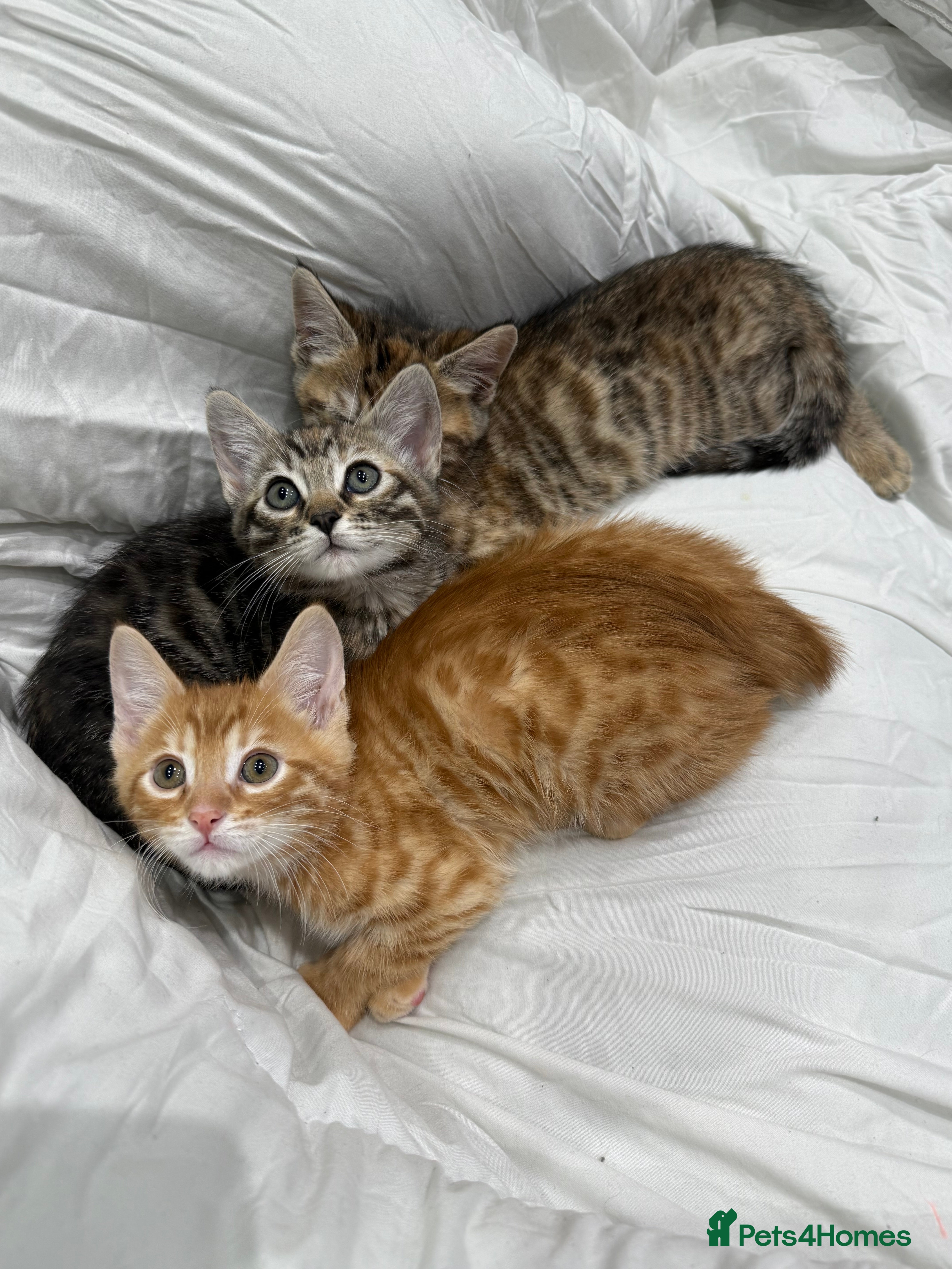 Mixed Breed cats cute tabby kittens - Advert 1