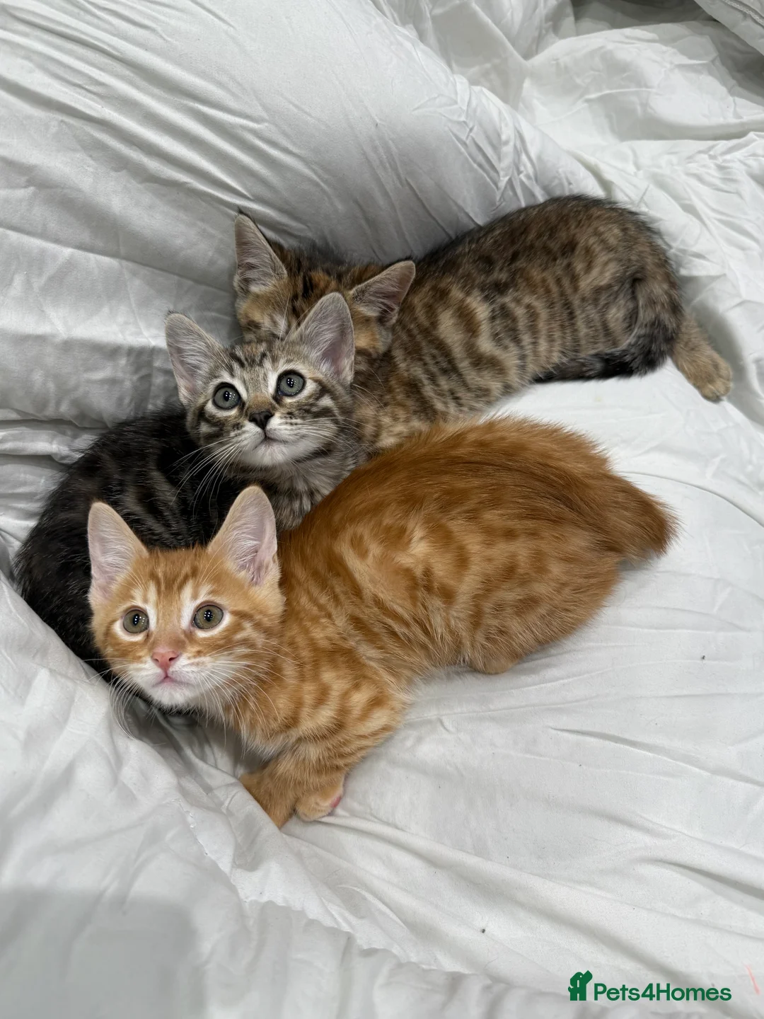 Mixed Breed cats for sale: cute tabby kittens - Advert 1