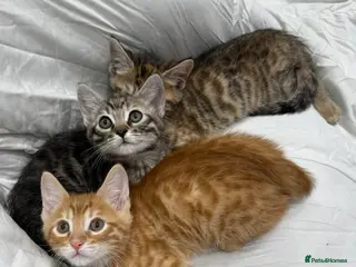 Mixed Breed cats cute tabby kittens - Advert 6