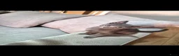 Russian Blue cats for sale: Russian Blue x - Advert 4