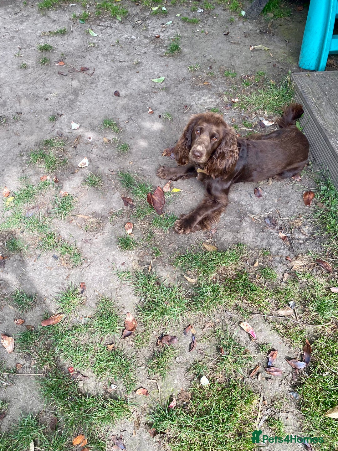 Cocker Spaniel dogs for stud: Cocker Spaniel for Stud - Advert 2