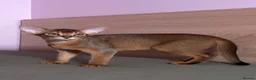 Abyssinian cats for sale: Gorgeous Abyssinian ruddy girls🤎❤️ - Advert 8