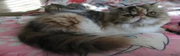 Persian cats for sale: Fantastic Female Persian kitten ready now - Advert 18