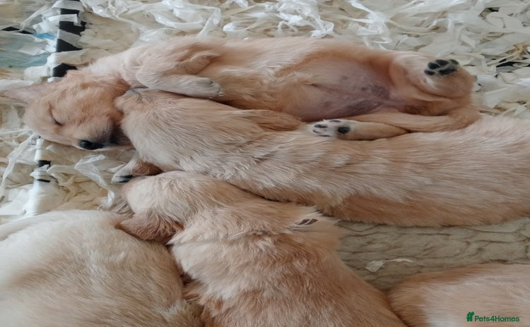 Golden Retriever dogs - Advert 1