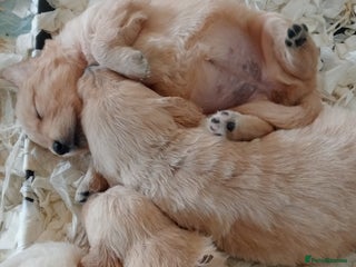 Golden Retriever dogs - Advert 1