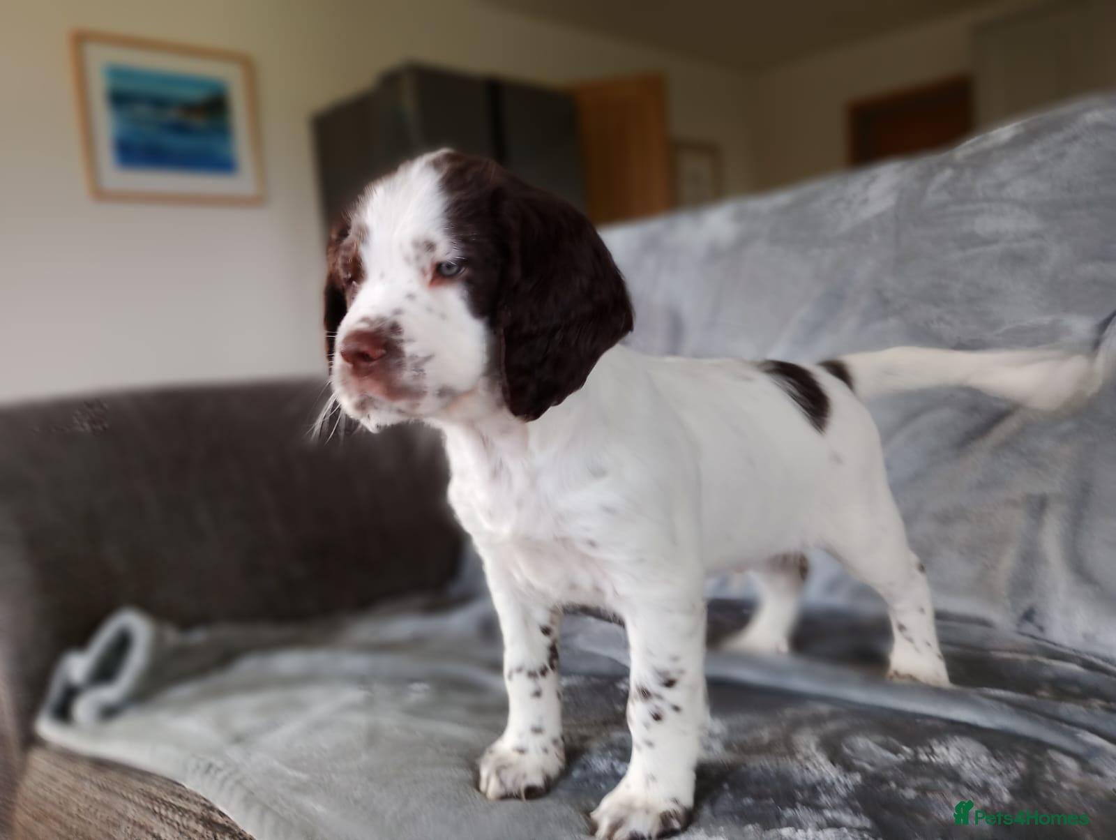 Sprocker dogs for sale: Gorgeous Sprocker Boy ❤️ - Advert 2