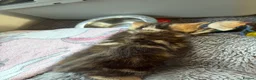 Mixed Breed cats for sale: Stunning Tabby kittens - Advert 4
