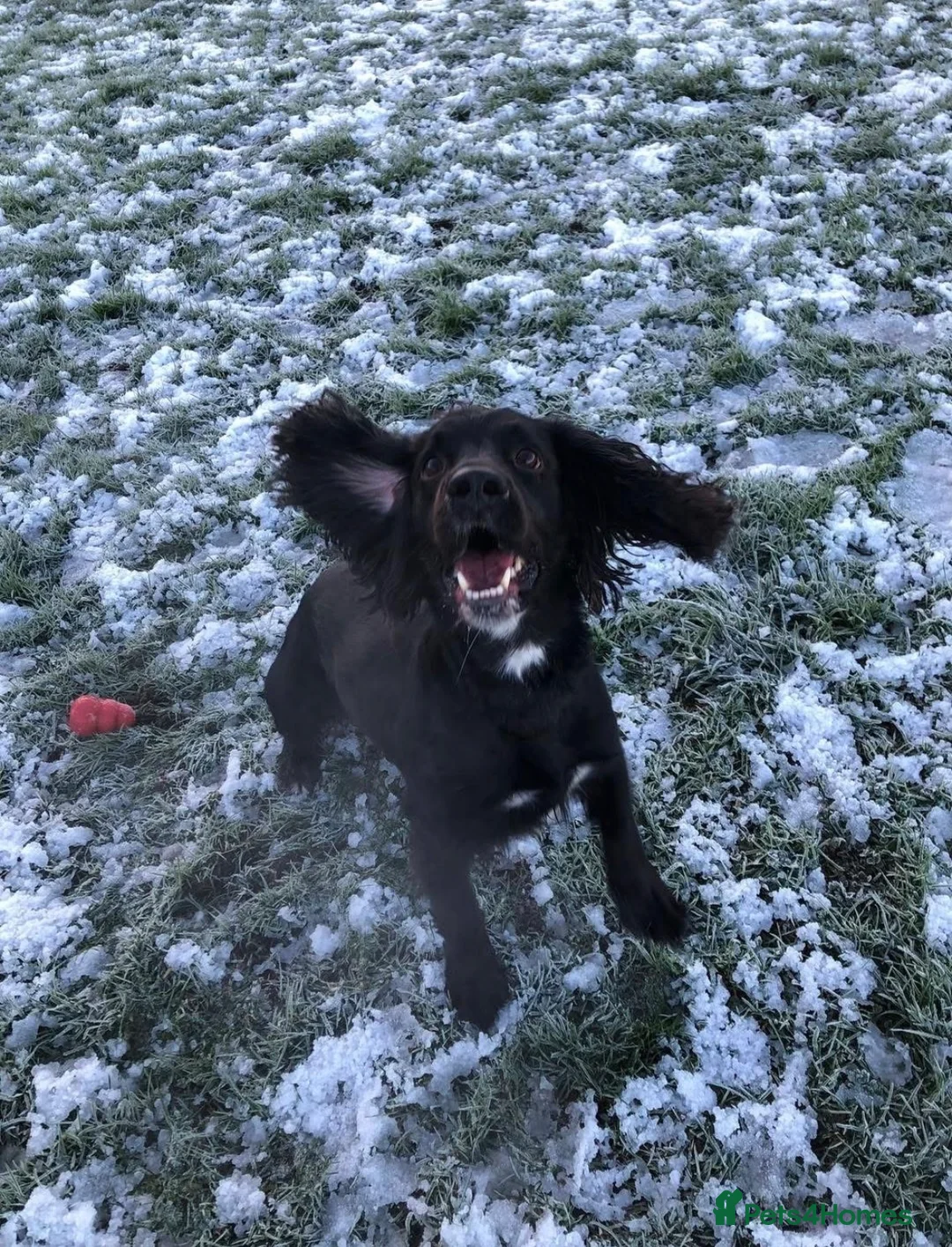 Sprocker dogs for sale: 4 year old sprocker spaniel  - Advert 1
