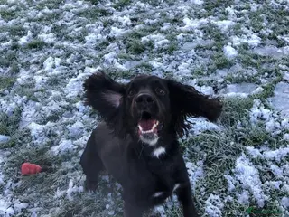Sprocker dogs 4 year old sprocker spaniel - Advert 1