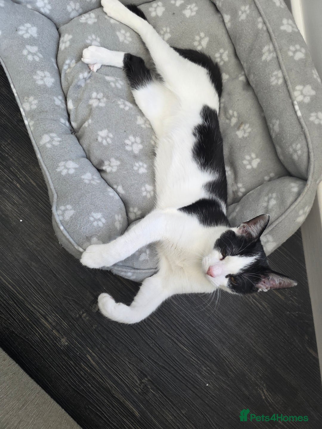 Mixed Breed cats for sale: Smudge looking for family home  - Advert 8