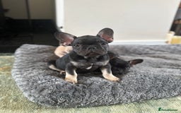 French Bulldog dogs for sale: 🐾 French Bulldog Puppies - Ready to go! 🐾 - Image 10