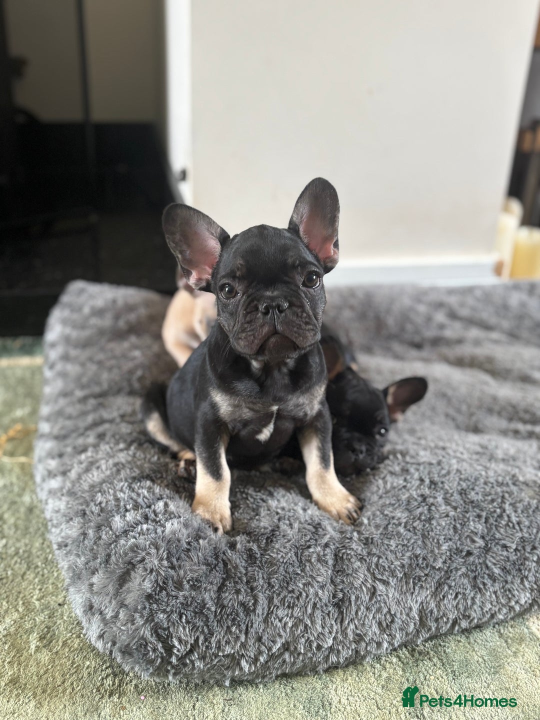 French Bulldog dogs for sale: 🐾 French Bulldog Puppies - Ready to go! 🐾 - Image 10