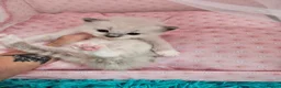 Ragdoll cats for sale: 3 Tica Ragdoll (Cherubim)Championship kittens  - Advert 3